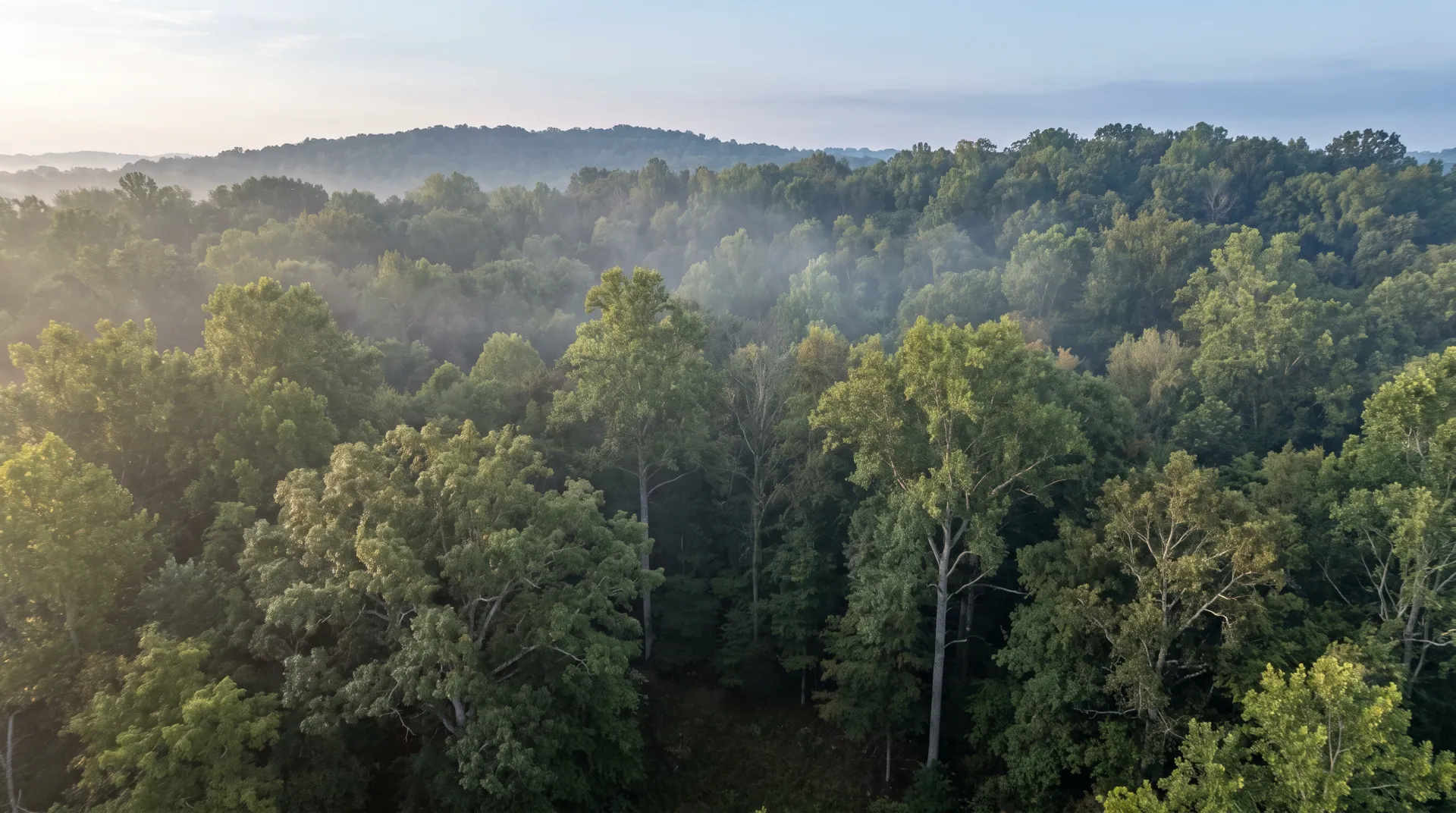 Wooded lot, ready for a plan